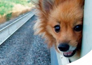 Paco Pet Shop - CANI E GATTI IN TRENO: TUTTO QUELLO CHE BISOGNA SAPERE