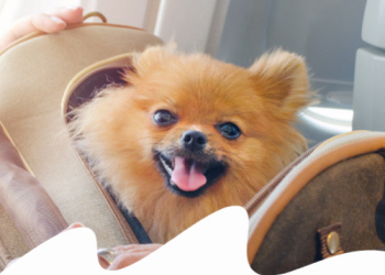 Paco Pet Shop - IN AEREO CON CANE E GATTO: TUTTO QUELLO CHE DEVI SAPERE