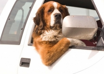 Paco Pet Shop - IN AUTO CON CANE E GATTO: I MIGLIORI ACCESSORI