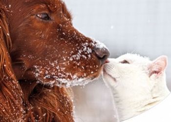 COSA NON DEVE MANCARE PER LE USCITE SULLA NEVE CON IL CANE (ED IL GATTO)