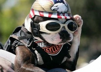 Paco Pet Shop - IL MIGLIOR MODO DI VIAGGIARE IN MOTO ED IN SCOOTER CON IL CANE